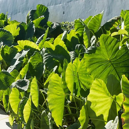 Green&houses Guest house Ponta Delgada (Sao Miguel)