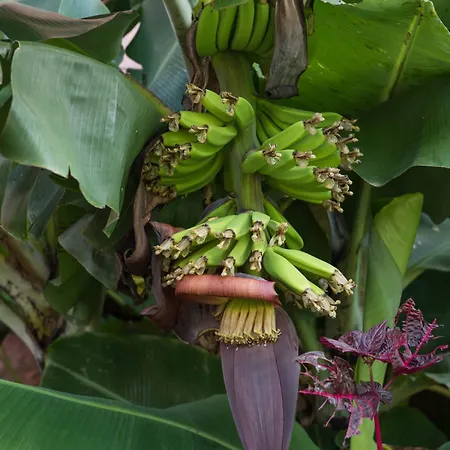 Guest house Green&houses 4*