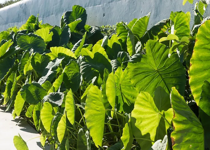 Green&houses Guest house Ponta Delgada (Sao Miguel)